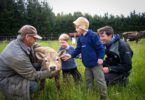 Kids meeting a calf in New Zealand