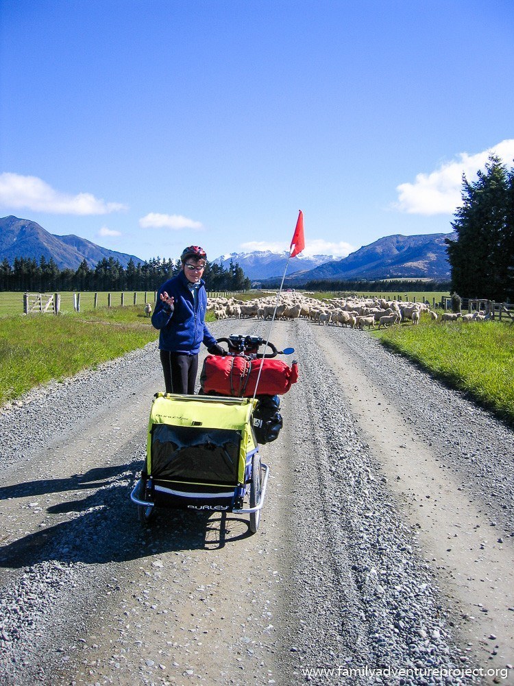 Stopped by sheep cycling in Southland New Zealand