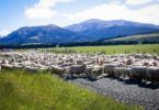 Rush hour in Southland, Sheep on the road