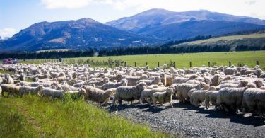 Rush hour in Southland, Sheep on the road