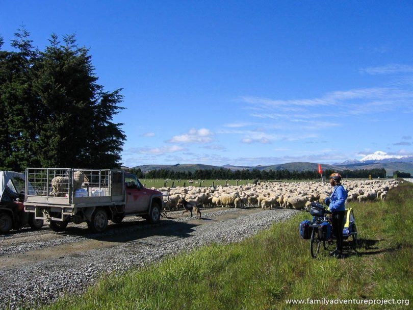 South Island New Zealand is one giant sheep farm