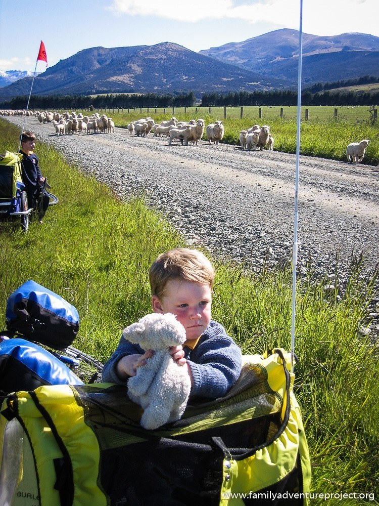 Child watches sheep with his toy lamb from trailer on back road