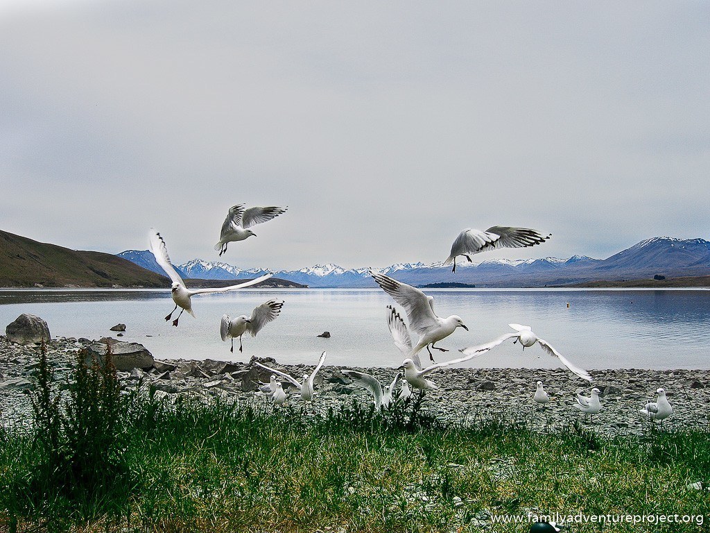 Gulls near Mount Cook New Zealand