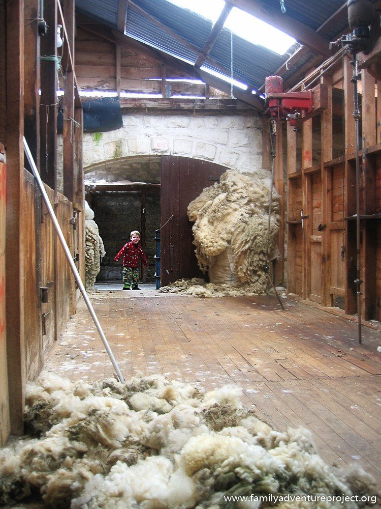Child in the sheep shearing shed New Zealand