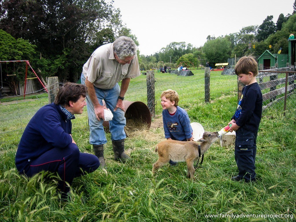 Feeding the animals at campsite in New Zealand