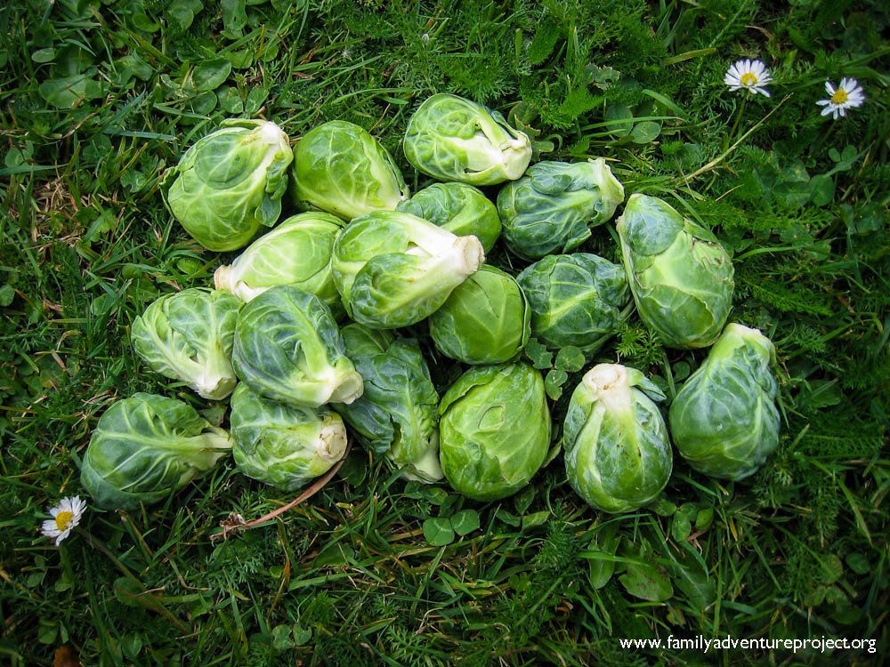 Brussel Sprouts