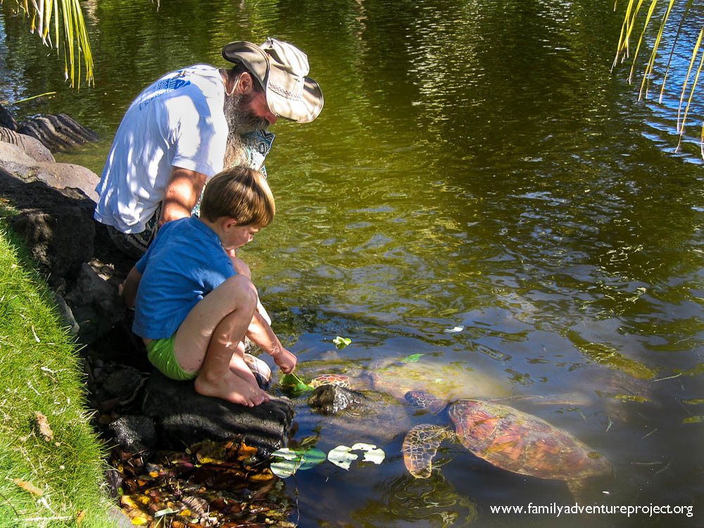 Feeding turtles Samoa