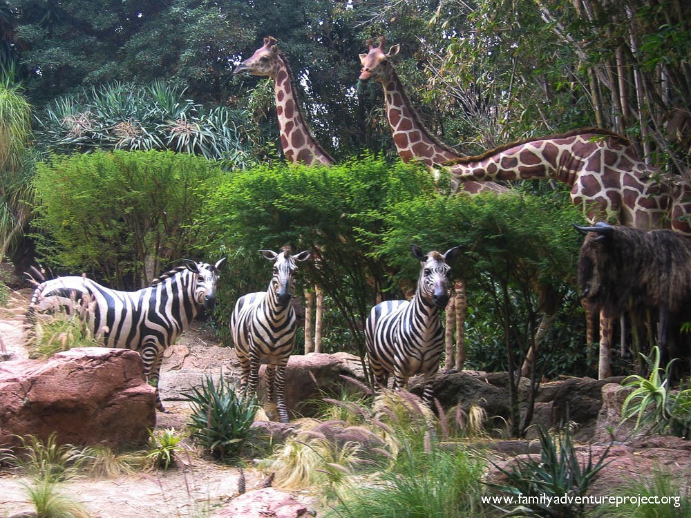 Disneyland LA Animals