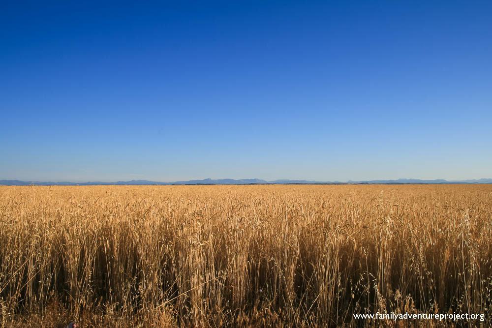 Wheat on the Meseta Camino de Santiago Wheat on the Meseta Camino de Santiago