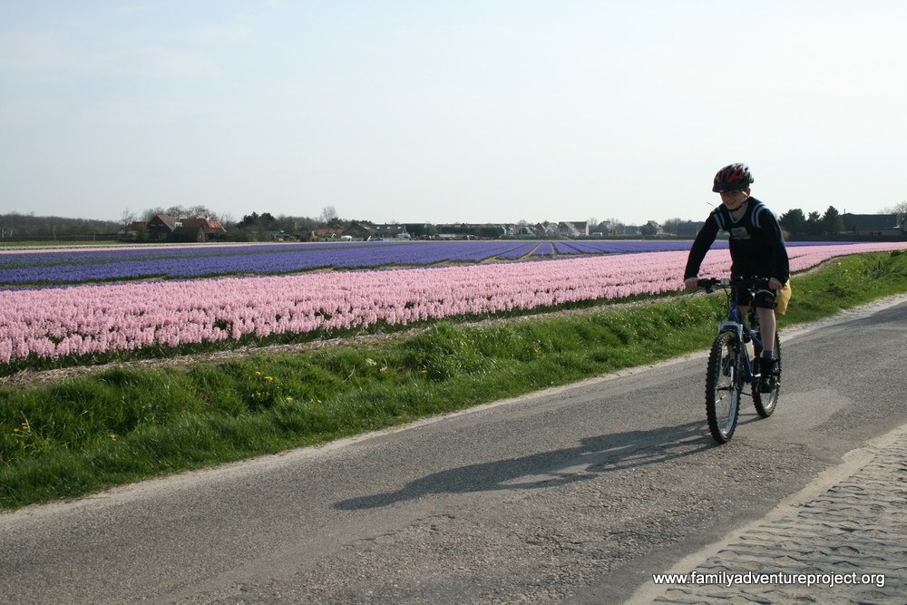 Cycling through the tulips in Holland