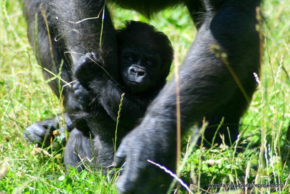 Baby Gorilla, Givskud Zoo, Denmark