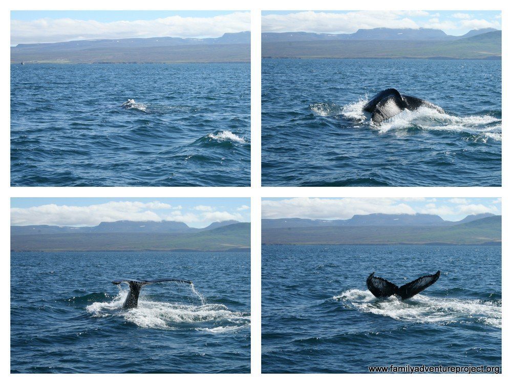 Whale Tail, Husavik Whale Watching