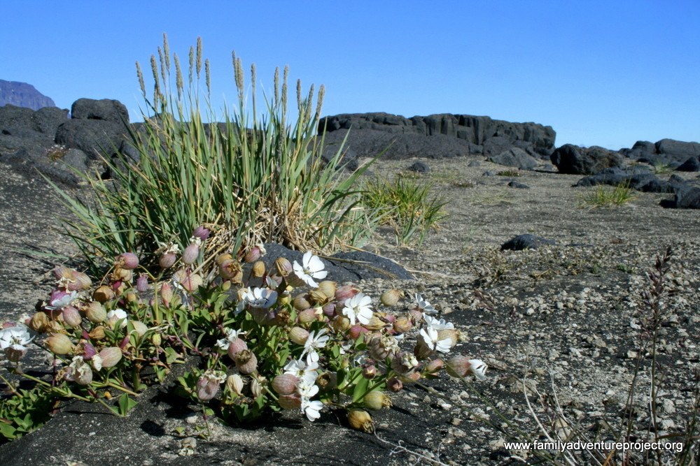 Desert flower on way to Askja IMG_0305 Desert flower on way to Askja