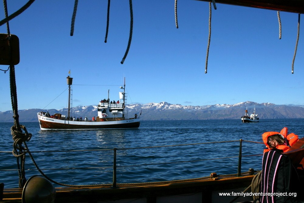 North Sailing Fleet Converges Husavik Whale Watching IMG_0490 North Sailing Fleet Converges - Whale Watching Husvik style