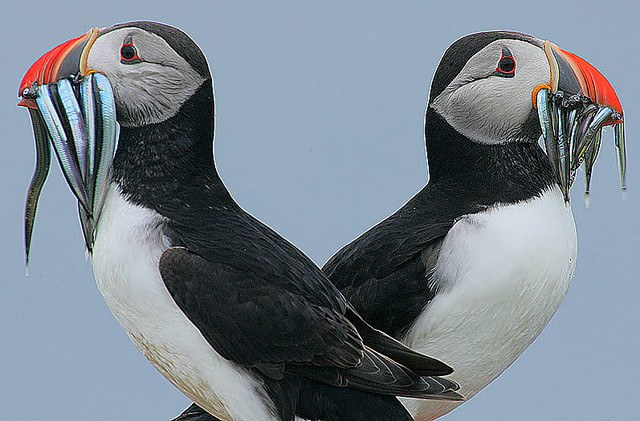 Atlantic Puffins 
