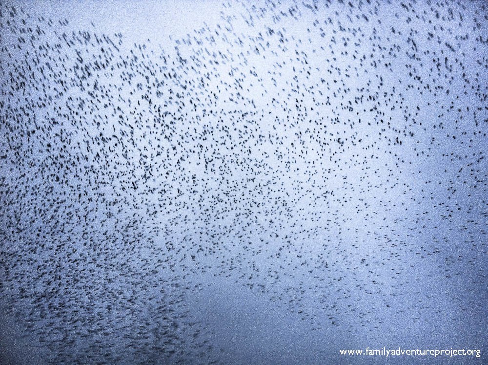 Starlings roosting near Silverdale