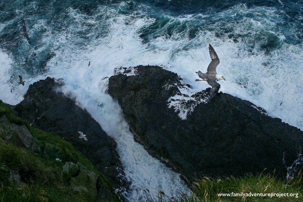 Birds on the cliffs at Mykines