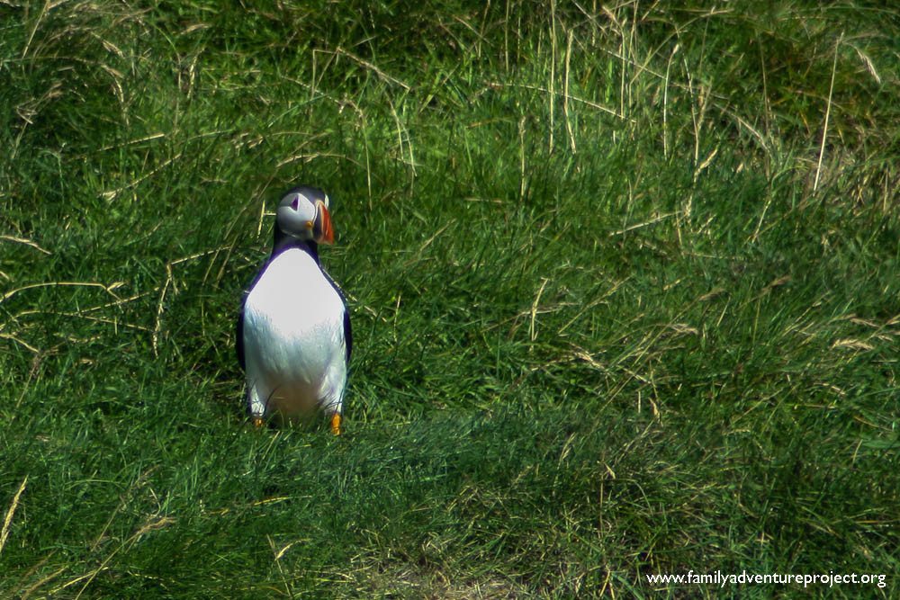 A lonely puffin on Mykines, Faroe Islands