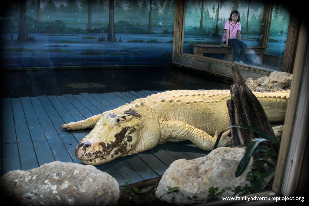White Alligator Gatorland Orlando Florida