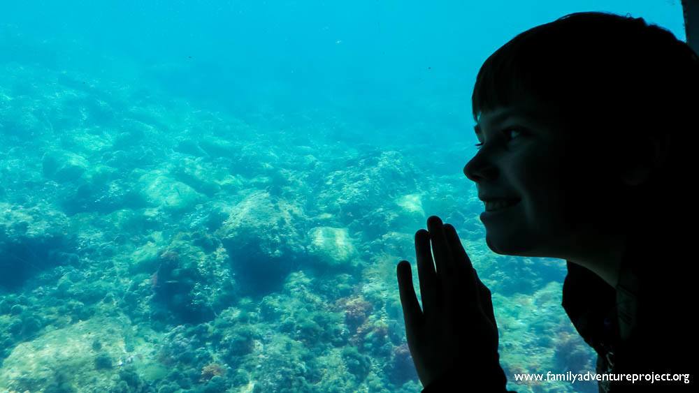 Looking at the fish in the glass bottom boat