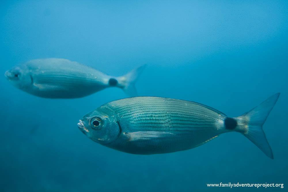 Happy Fish, Medes Islands, Costa Brava Happy Fish, Medes Islands, Costa Brava