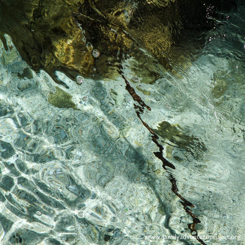 Marble Trout in the Soca River Marble Trout in the Soca River