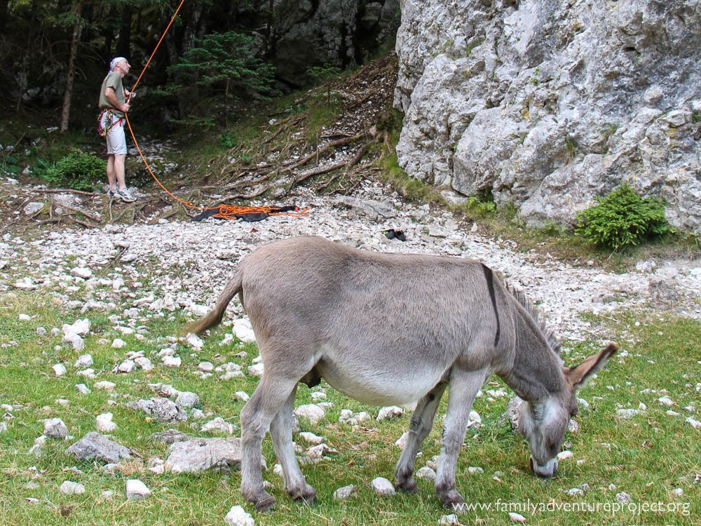 Donkey goes climbing in Trenta Valley Slovenia