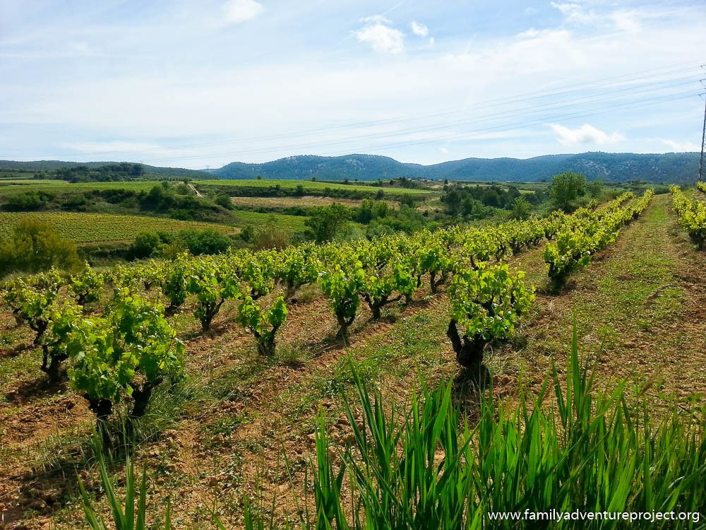 Vinyard in Penedes, Costa Barcelona
