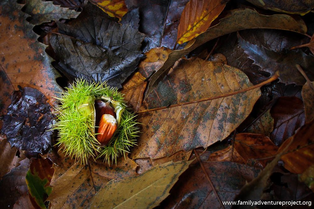 Autumn Conker on Fallen Leaves