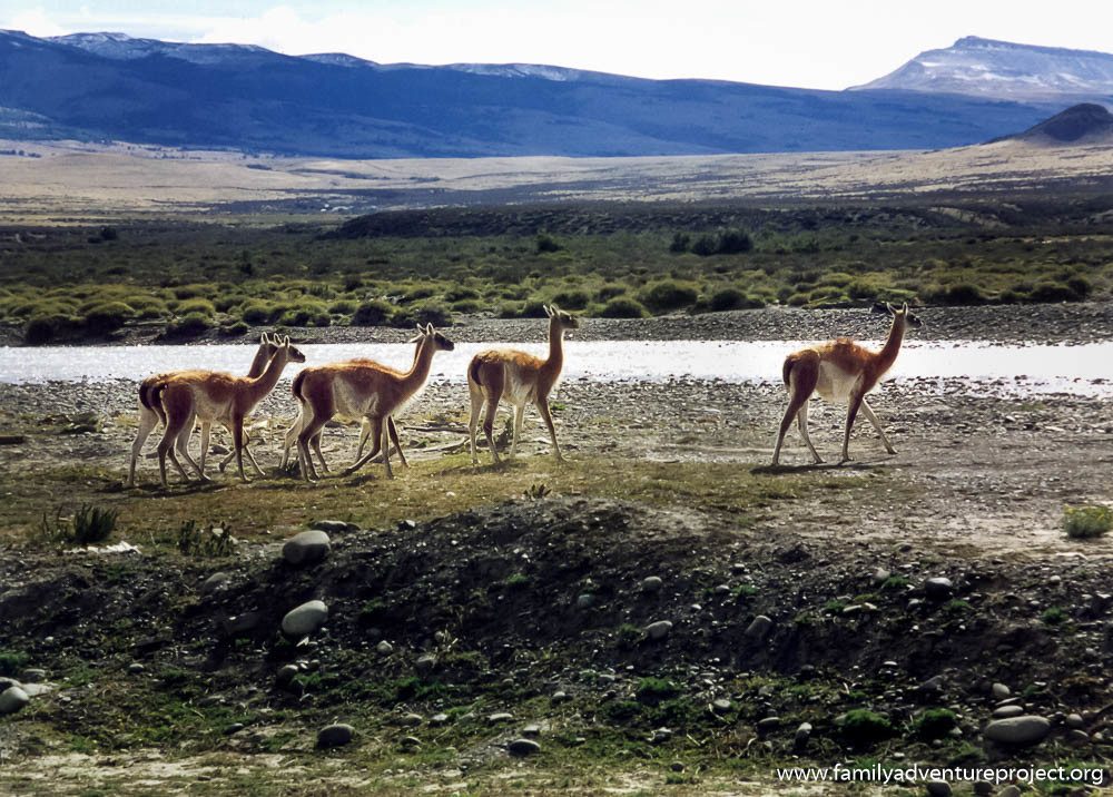 Guanaco in Patagonia