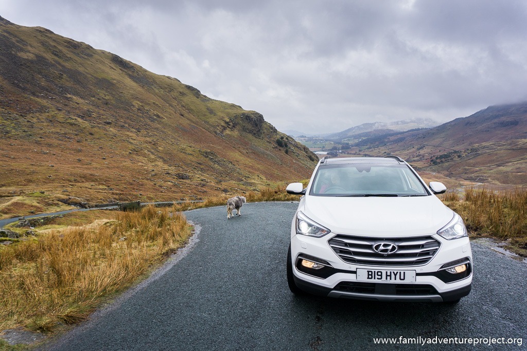 Hyundai Santa Fe passing sheep as it climbs to the summit of the Wrynose Pass