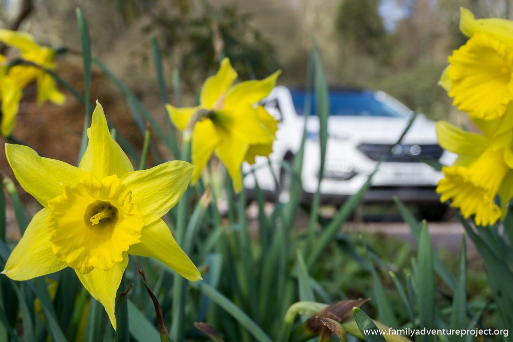 Hyundai Santa Fe among the daffodils at Muncaster Castle