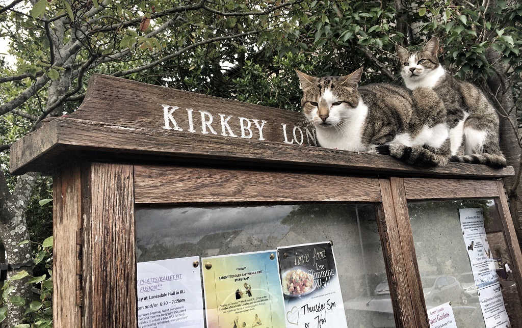Kirkby Lonsdale cats