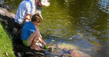 Feeding turtles in Samoa
