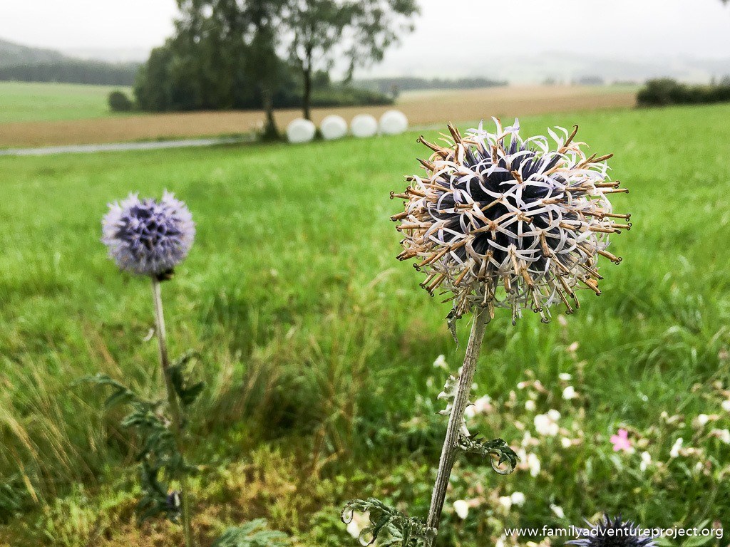 Nature in the Eifel National Park
