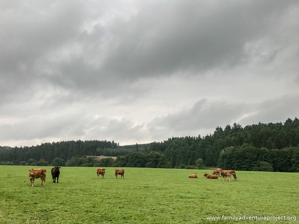 Cattle grazing in the Eifel National Park