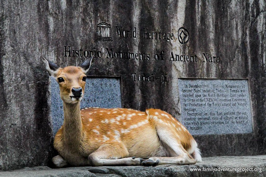 Sacred Deer of Nara at Todai Ji Japan