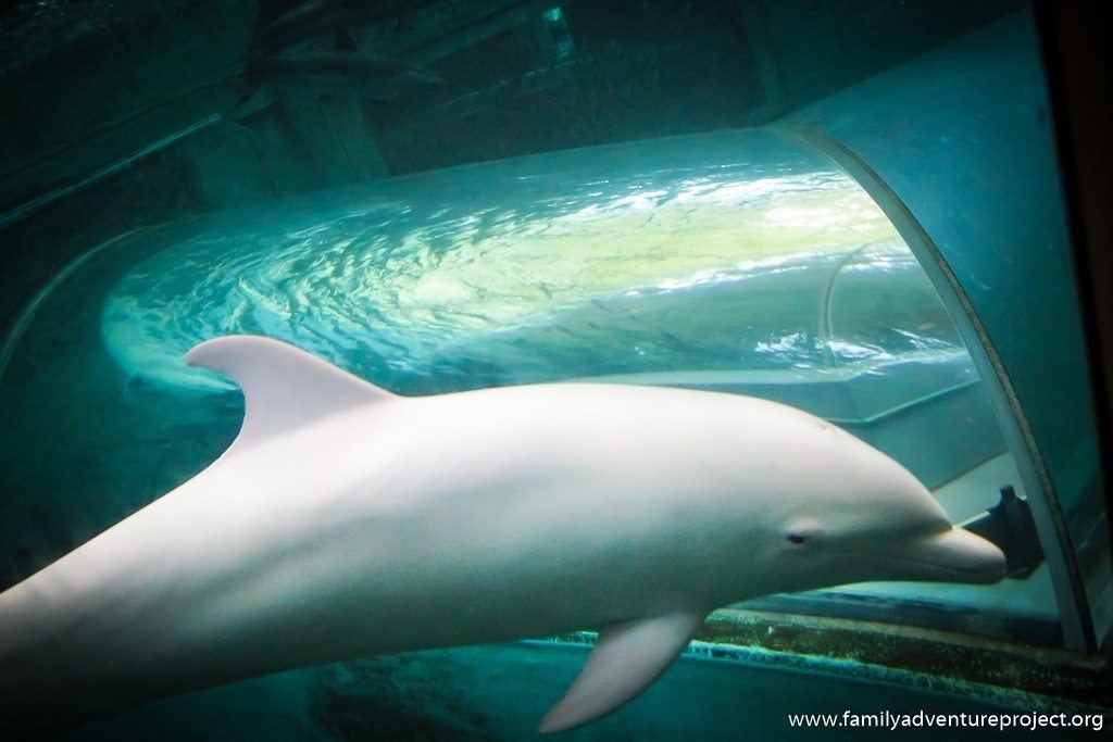 Albino dolphin in captivity in Taiji, Japan