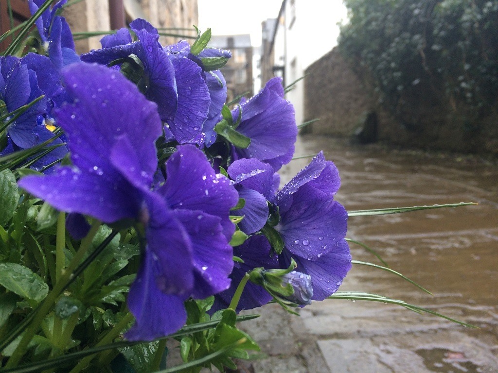 Flowers on Salt Pie Lane