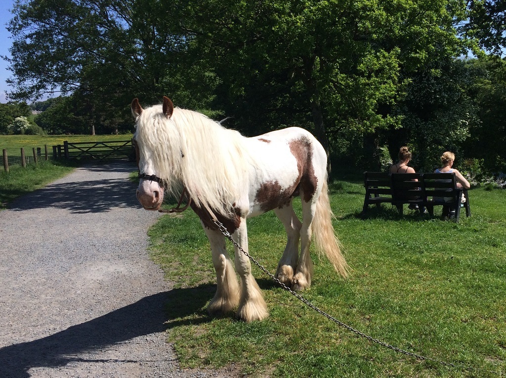 Horse at Devil's Bridge