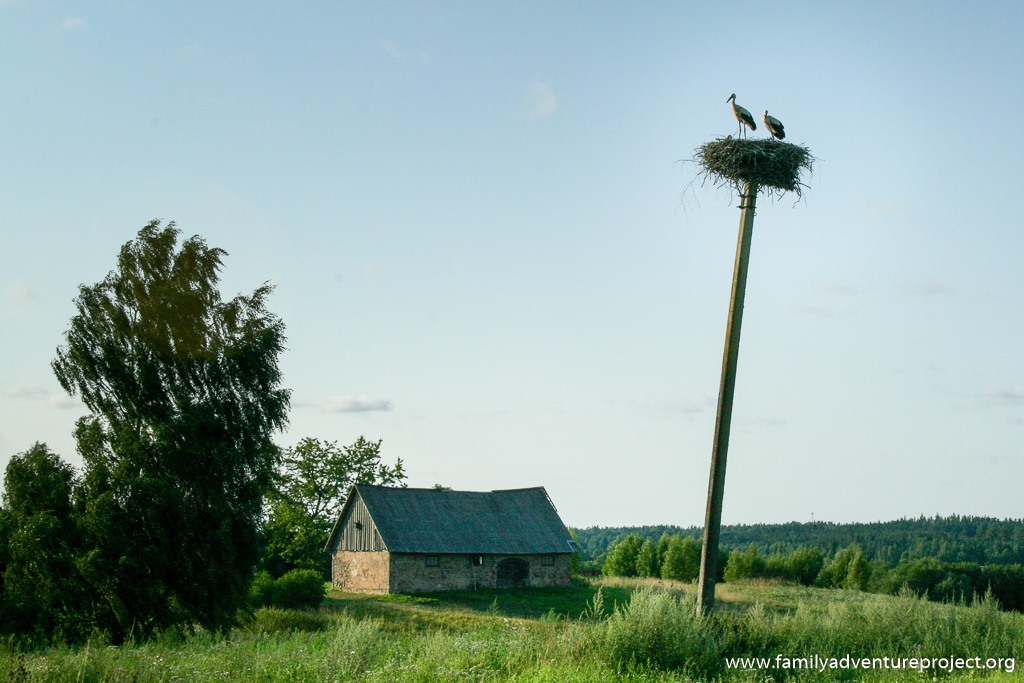 Storks sitting on a pole in the Baltics