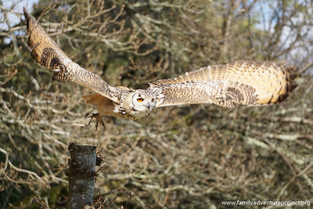 Owl in flight at Muncaster Castle Owl Centre Display
