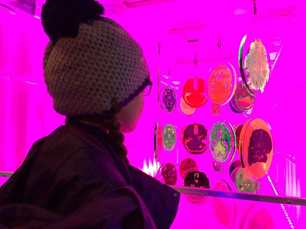 Girl looking at brains