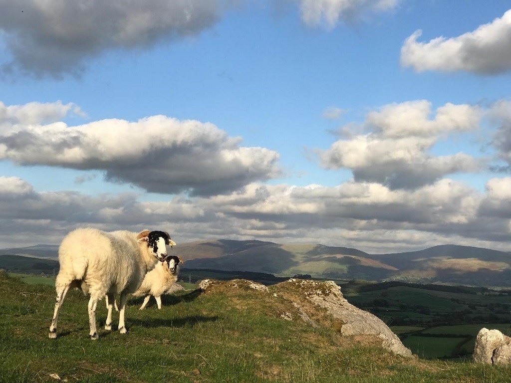 Sheep on hills at Hutton Roof
