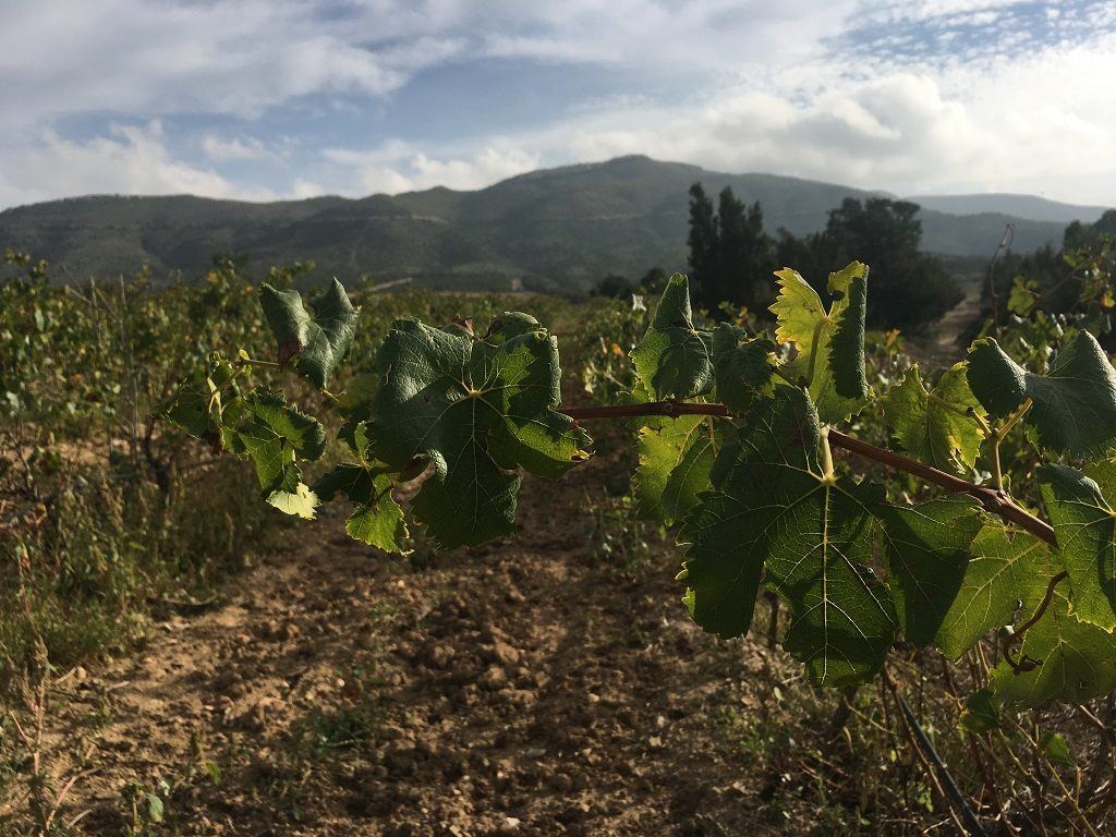 Tunisian vineyard